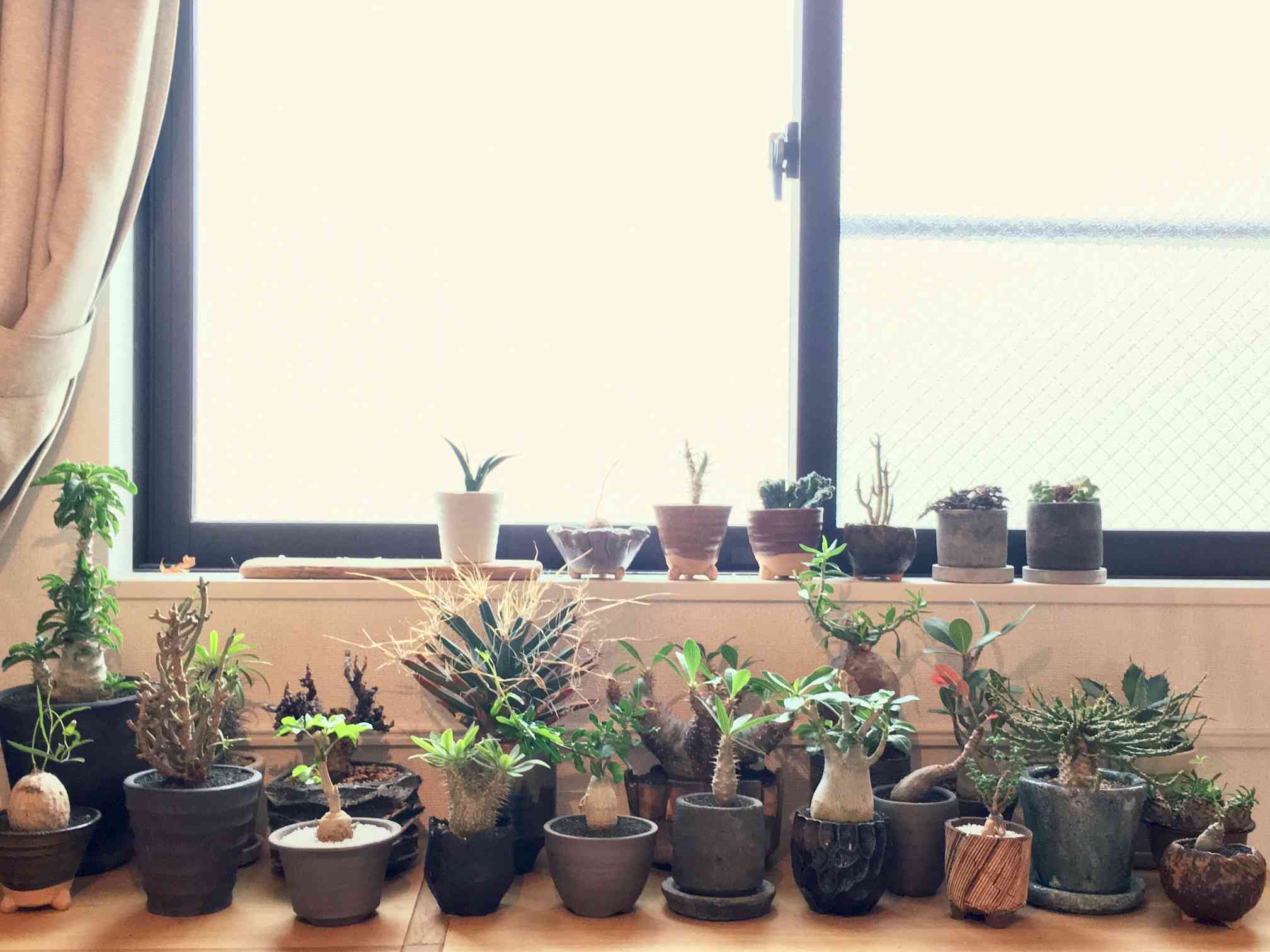 特大　ユーフォルビアsp 陶器鉢のまま発送　ハビタット　群生　コーデックス 塊根 特大 ユーフォルビアsp 陶器鉢のまま発送 ハビタット 群生 コーデック