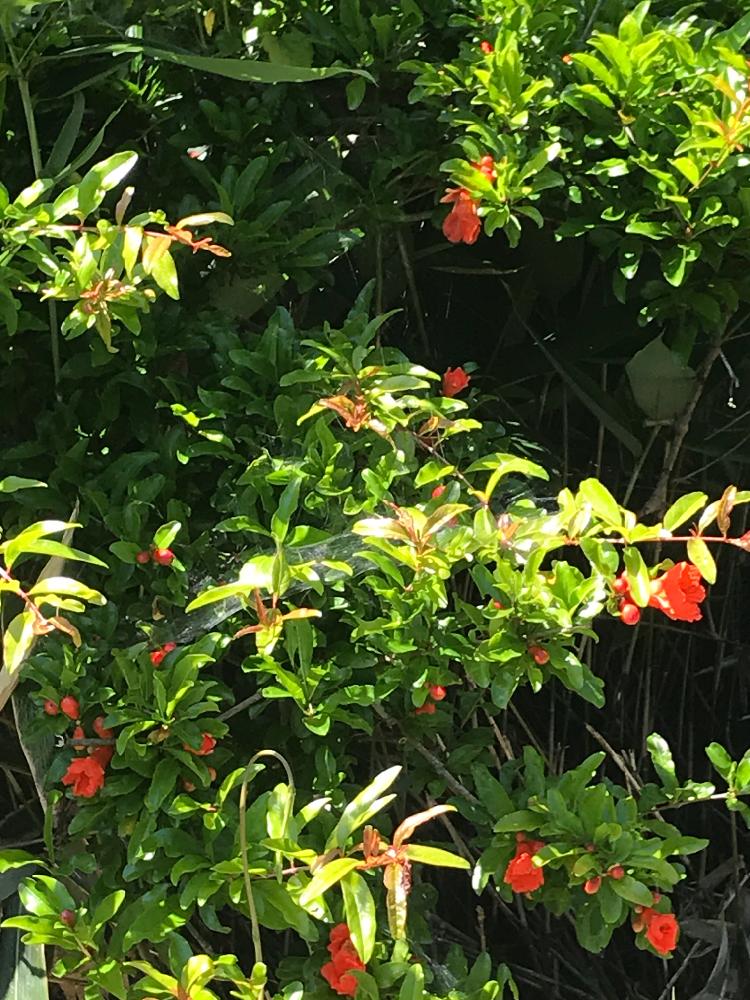 ザクロの投稿画像 By Frillさん 耐寒性とお外で越冬と実がなる木とオレンジ色の花 18月6月19日 Greensnap グリーンスナップ