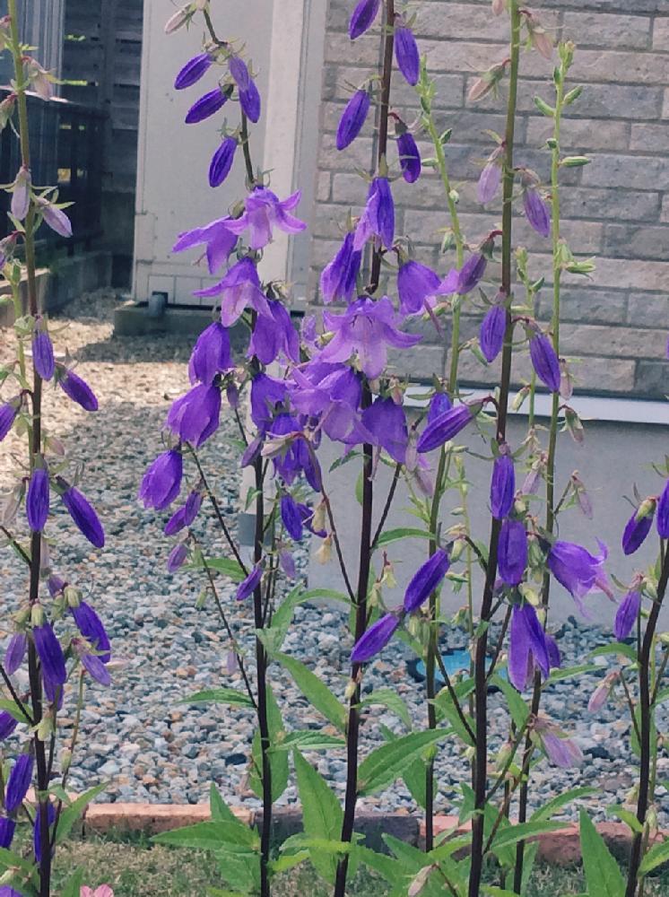 カンパニュラ ラプンクロイデスの投稿画像 By Nagiさん つぼみはたくさんと花のある暮らしと紫の花と綺麗だなぁと素敵 18月6月19日 Greensnap グリーンスナップ