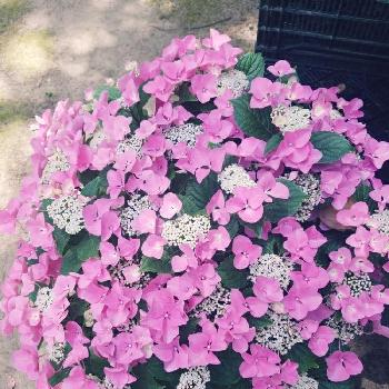 かわいい紫陽花の画像 by KEIKOさん | お出かけ先とうっとりする紫陽花と雨に輝くと『梅雨を彩るスワッグ＆ブーケ』フォトコンとお花好きと繋がりたいと紫陽花大好きとかわいい紫陽花と『あじさい2018』コンテストと素敵な紫陽花ととても綺麗なお花とバルコニスト