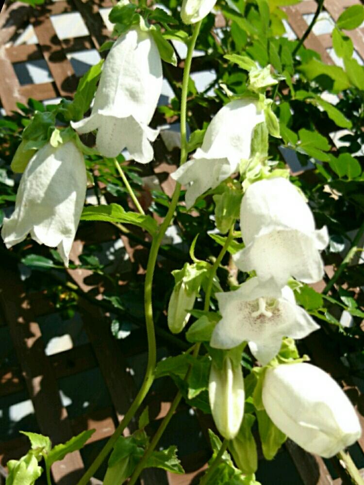 ホタルブクロの投稿画像 By 林檎さん 雨に輝くとgs映えとgs日和と花のある暮らしと白い花とベル型の花 18月6月19日 Greensnap グリーンスナップ