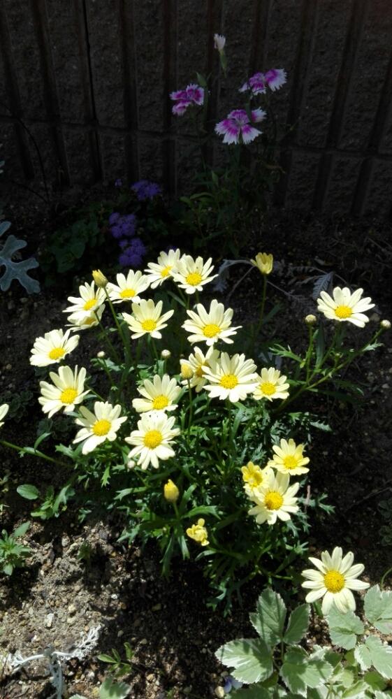 マーガレットデイジーイエローの投稿画像 By あきさん 切り戻し後とgs映えとgs日和と黄色の花と花のある暮らしとかわいいな とマーガレット 18月6月19日 Greensnap グリーンスナップ