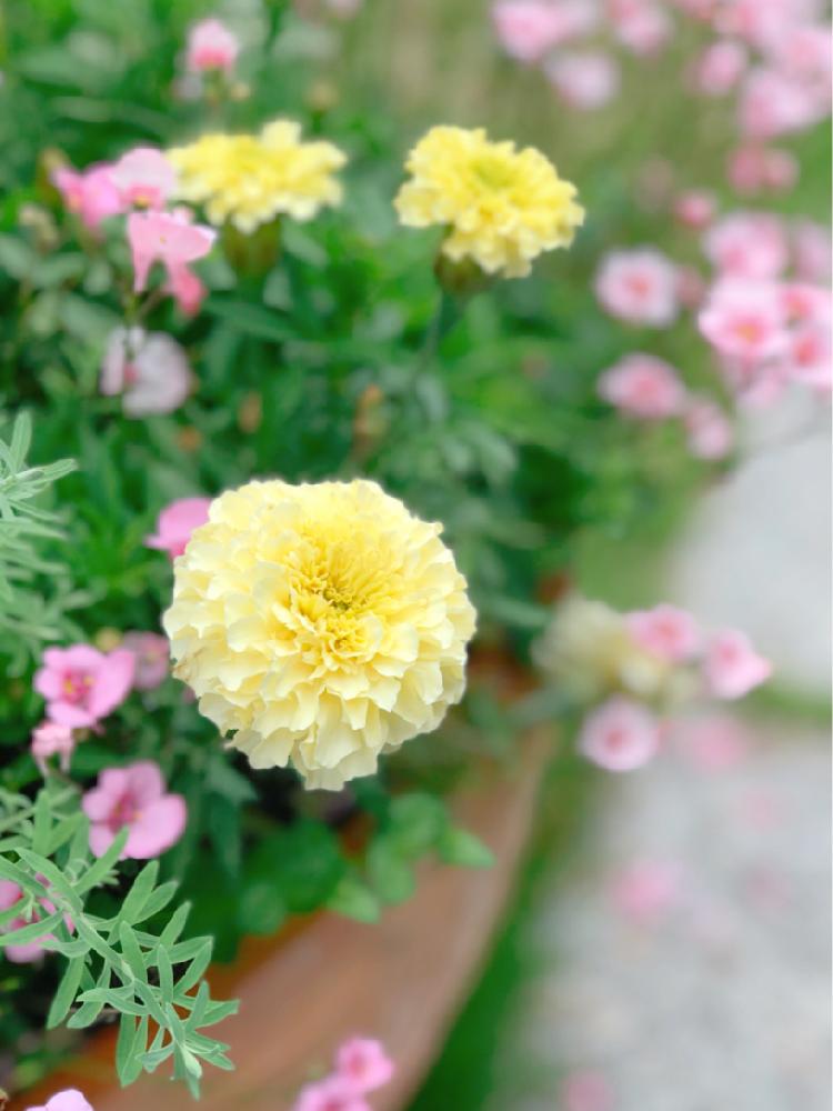 花のある暮らしの投稿画像 By Jujuさん マリーゴールド ホワイトバニラと寄せ植えと黄色い花 18月6月19日 Greensnap グリーンスナップ