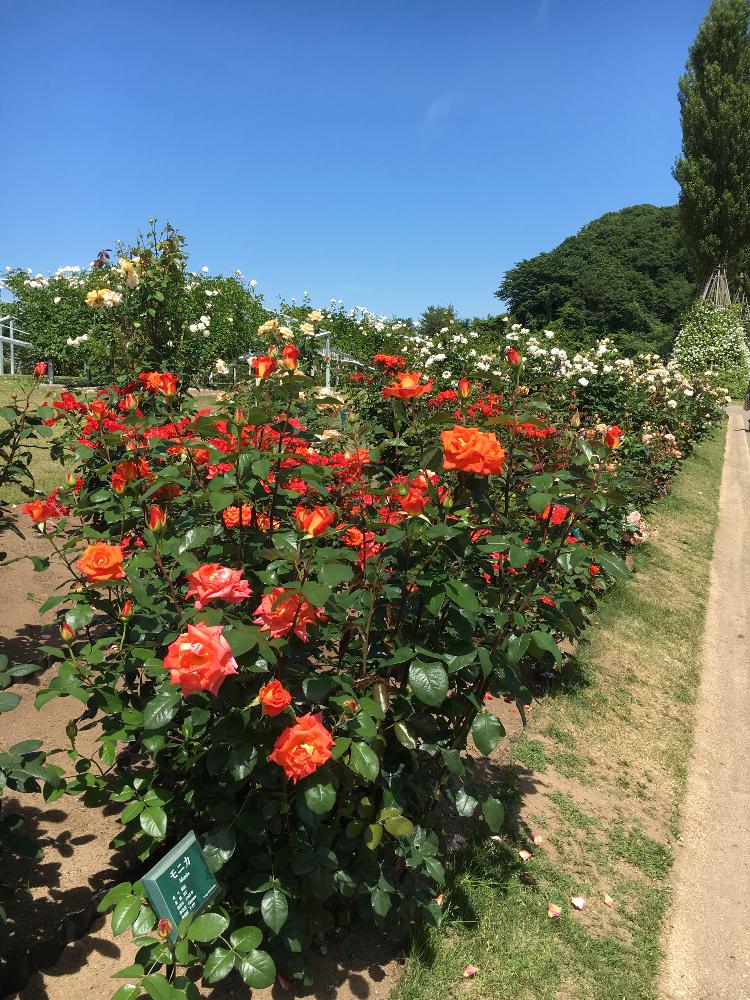バラ モニカの投稿画像 By コーネリアさん Gs映えと庭木と四季咲き 大輪 クライミングローズと花のある暮らしとお散歩と公園の花と赤いバラ 18月6月19日 Greensnap グリーンスナップ