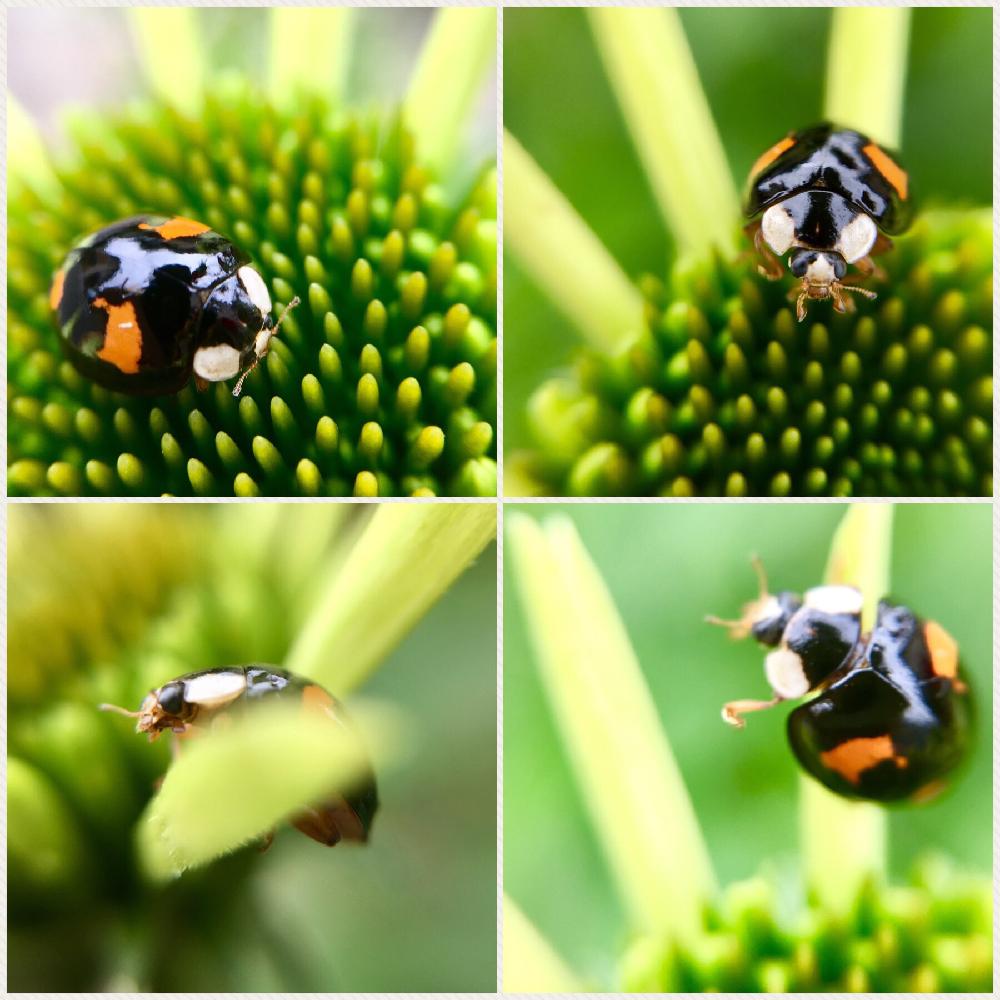 エキナセア ココナッツライムの投稿画像 By Kiraraさん エキナセアとテントウムシとナミテントウと昆虫 と植物とてんとう虫とエキナセアワールドとgs映えとgs日和と昆虫シリーズとありがとうと癒されると可愛いと花のある暮らしとナミテントウ といやされると かわいいな