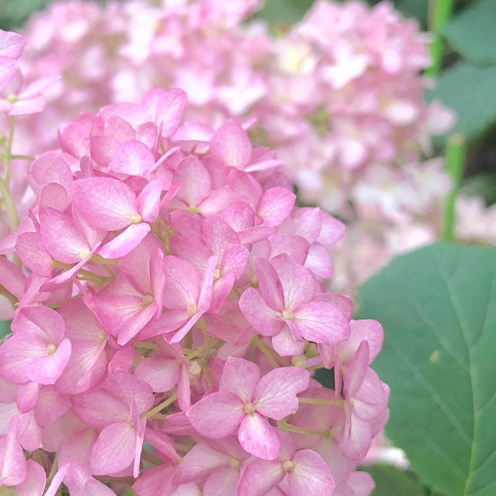 紫陽花の投稿画像 By Wakoさん アジサイとアナベルとベラアナとアナベル ベラアナとピンクアナベルと雨に輝くとアナベル 紫陽花と ピンクアナベル ベラアナとアナベル大好き と花のある暮らしと あじさい18 コンテストと鉢植えアジサイとやっぱり花が好き