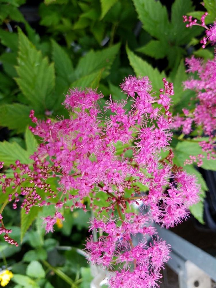 京鹿子の花の投稿画像 By Momoさん 今日の私の写真と花木とマイガーデンと花のある日常と我が家の庭と花好き 18月6月19日 Greensnap グリーンスナップ