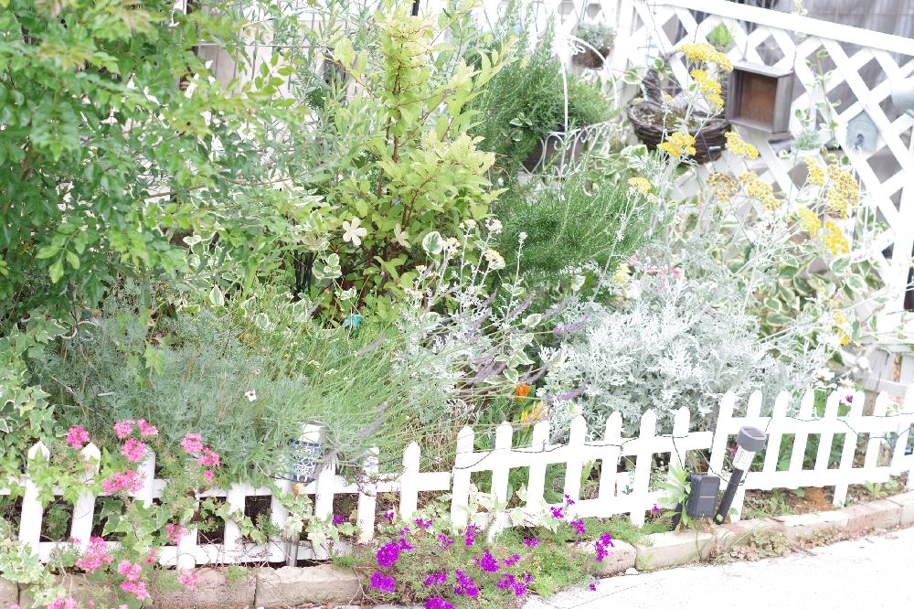 シマトネリコの投稿画像 By Akoさん タピアンとラベンダーとオリーブとコバノズイナとローズマリーとアレナリア モンタナとガザニアとシロタエギクとオステオスペルマムとローダンセマムとムラサキの花とハンキングとピンクの花と花壇と黄色い花と我が家の花壇とハーブ