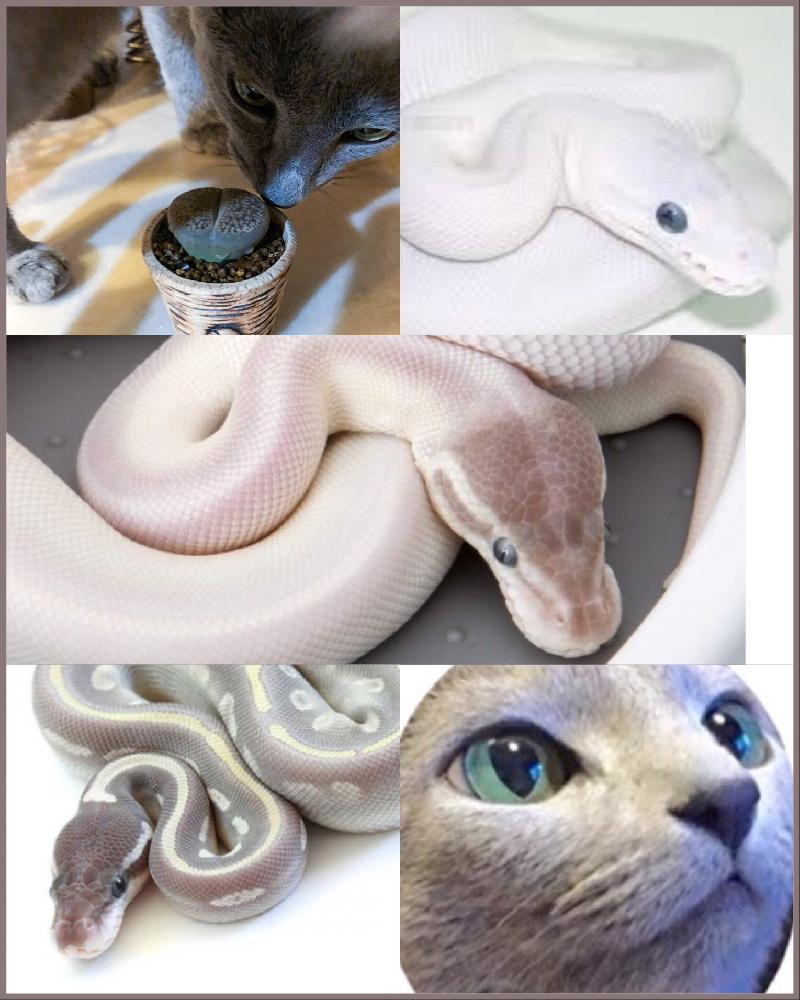 リトープスの投稿画像 By Bluestarさん ボールパイソンとロシアンブルー猫とgs映えと植中毒とタニラー 18月6月日 Greensnap グリーンスナップ