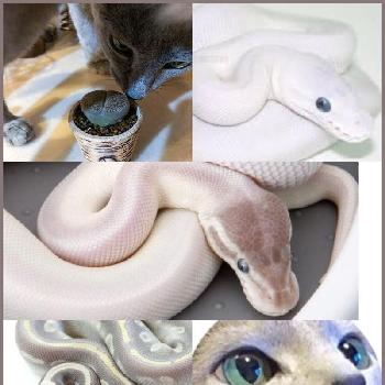 ボールパイソンの投稿画像一覧 Greensnap グリーンスナップ ボールパイソンの投稿画像一覧 Greensnap グリーンスナップ