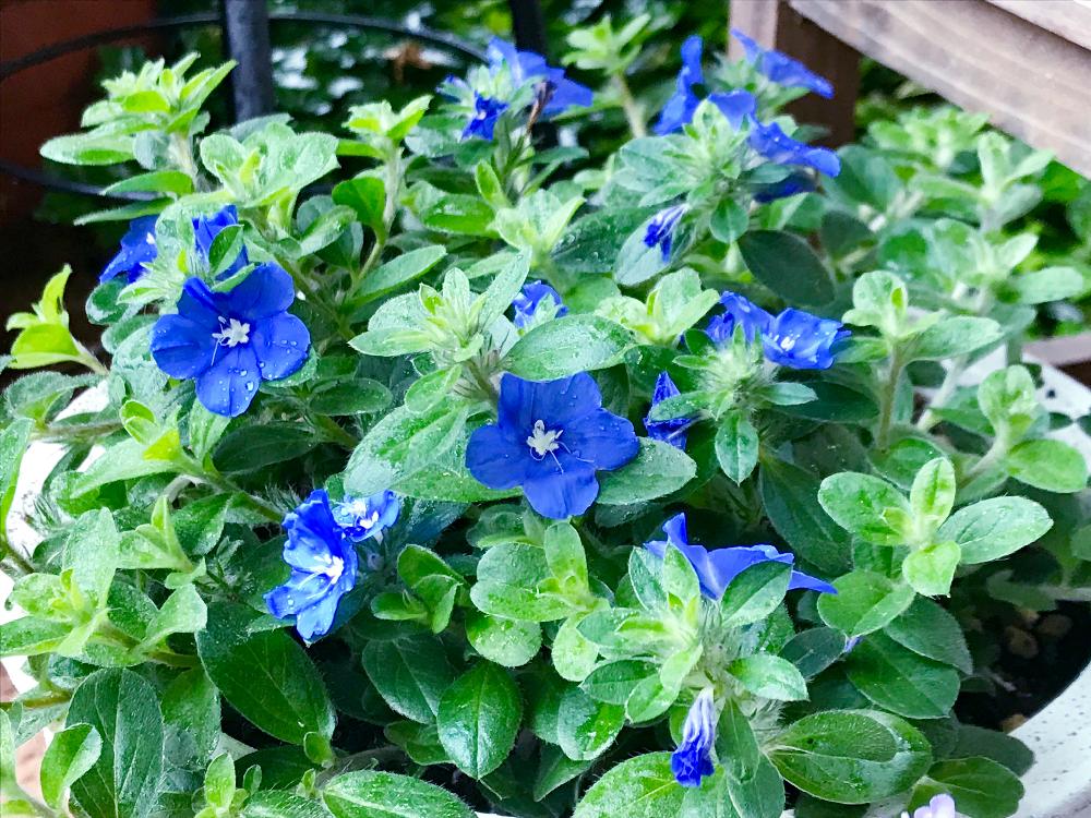 雨の朝の投稿画像 By りりぃさん グリーンのある暮らしとこんもりとアメリカンブルー とマイガーデンとエボルブルスブルーマイマインドとブルーのお花と摘芯と花のある暮らしとかわいいな と爽やかな色と青い花 18月6月日 Greensnap グリーンスナップ