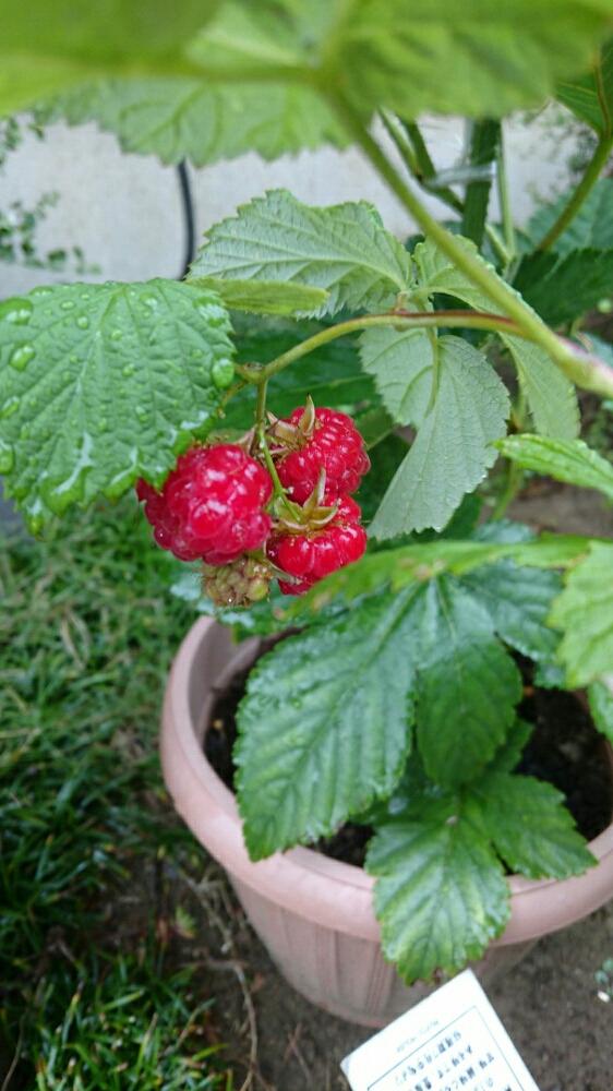 キイチゴの投稿画像 By もやしさん 雨に輝くと木苺 と果樹とラズベリーの実 18月6月日 Greensnap グリーンスナップ
