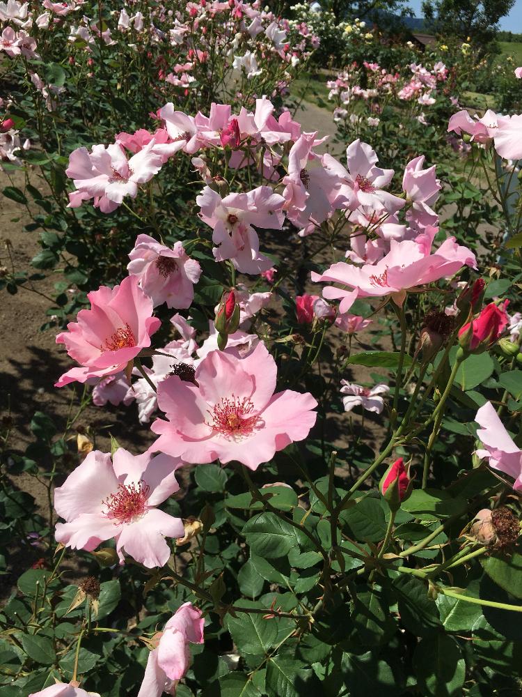 バラ デンテイベスの投稿画像 By コーネリアさん 秋まで咲きますとピンクの薔薇とgs映えと庭木と四季咲き 大輪 クライミングローズと花のある暮らしとフリル咲きとお散歩と公園の花とバラ ミニバラ 18月6月日 Greensnap グリーンスナップ
