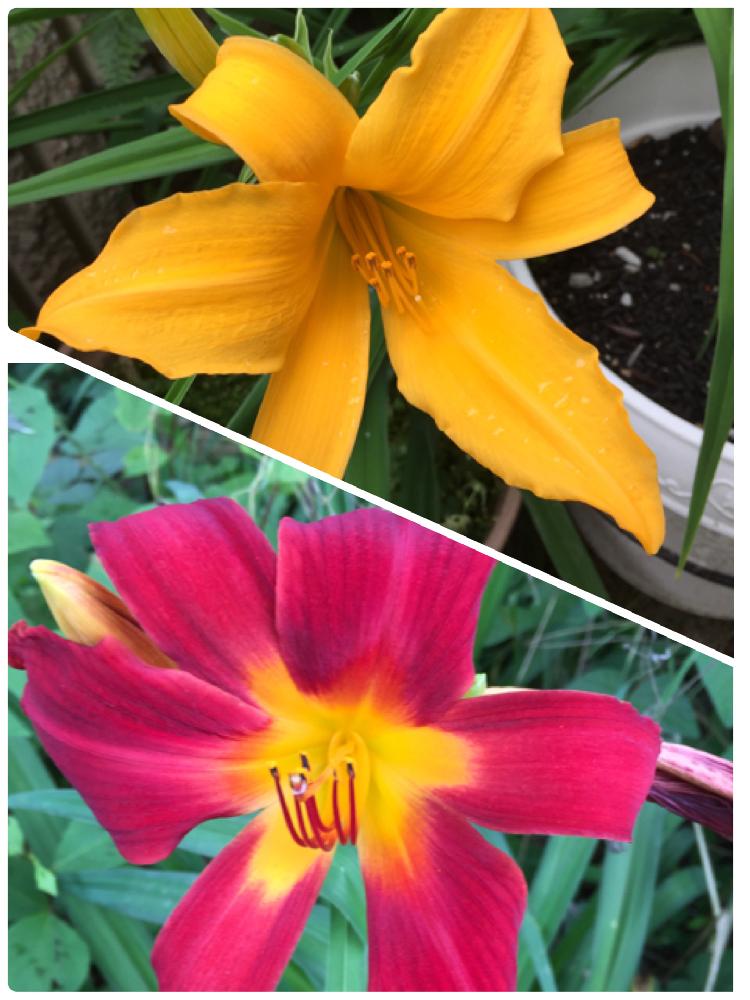カンゾウの投稿画像 By アマリリスさん 違う種類 とお花の好きな人と繋がりたいとお花大好きときれいな色と花のある暮らしとかわいい花とヘメロカリスと小さな庭と違う種類 とお花の好きな人と繋がりたいとお花大好きときれいな色と花のある暮らしとかわいい花 18月