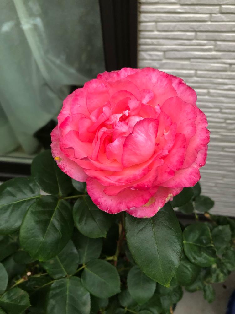薔薇の投稿画像 By あきべさん ピンクパンサーとピンクの薔薇と薔薇に夢中と植中毒と薔薇初心者と鉢植えのバラと花のある暮らしと薔薇 と薔薇のある暮らし 18月6月日 Greensnap グリーンスナップ