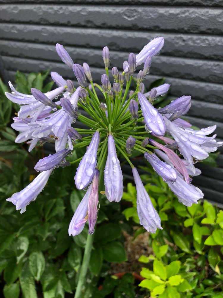 アガパンサス紫の投稿画像 By りんこぉさん アガパンサスと花のある暮らしと頂き物シリーズと頂き物 2018月6月20日 Greensnap グリーンスナップ
