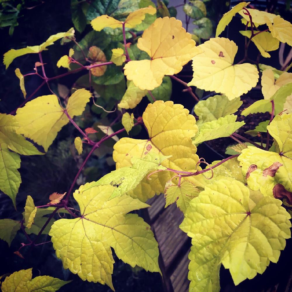 野ブドウ オーレア の投稿画像 By デイジーさん 小さな庭とカラーリーフとブドウ科とつる性植物と黄金葉とつる性と落葉低木とカラーリーフとブドウ 科とつる性植物と黄金葉とつる性と落葉低木 18月6月日 Greensnap グリーンスナップ Greensnap