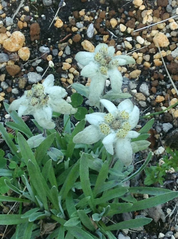 エーデルワイスの投稿画像 By Emiさん 丸駒温泉 18月6月日 Greensnap グリーンスナップ