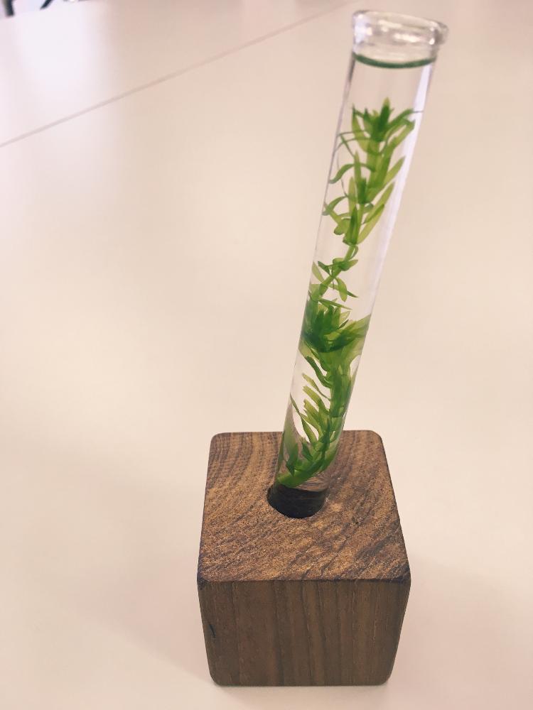 オオカナダモの投稿画像 By みかんさん アナカリス 水草 とはっぱと試験管と水挿しとgs映えとgs日和と植中毒と可愛いと水草とかわいいな とおおきくなあれと 初夏グリーンデコ コンテスト 18月6月日 Greensnap グリーンスナップ