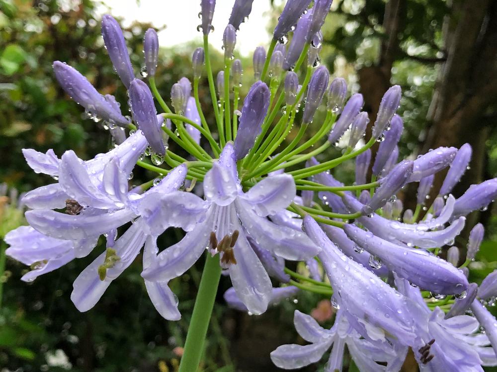 アガパンサスの投稿画像 By 和さん 雨に輝くと植えっぱなしとアガパンサス と花のある暮らしと紫の花としずく 18月6月日 Greensnap グリーンスナップ