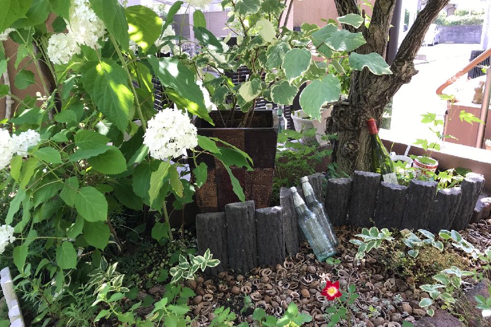 アナベルの投稿画像 By ねりこさん マユミとマルバノキと空き瓶とクルミの殻と木漏れ日とにわと花のある暮らし 18月6月日 Greensnap グリーンスナップ