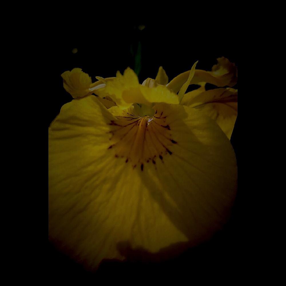 Yellow Irisの投稿画像 By Masa Kさん Iris Pseudacorusと黄菖蒲とキショウブ とアイリスと旭川とgs初心者とgs映えとgs日和と黒バックと黄色い花と北海道と中が気になると要注意外来生物 18月6月日 Greensnap グリーンスナップ