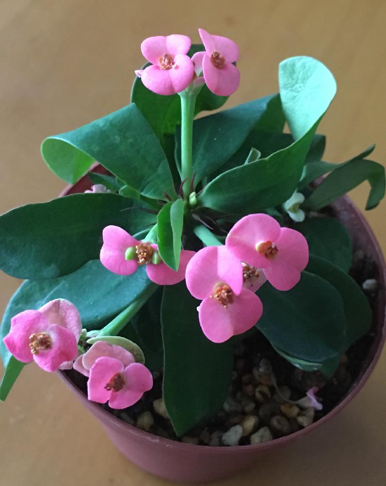 窓辺の投稿画像 By Nさん ハナキリン八福神とハナキリン 花麒麟 と花のある暮らしと北海道とgs植物うちなーぐち会とハナキリン八福神とハナキリン 花 麒麟 と花のある暮らしと北海道とgs植物うちなーぐち会 18月6月21日 Greensnap グリーンスナップ