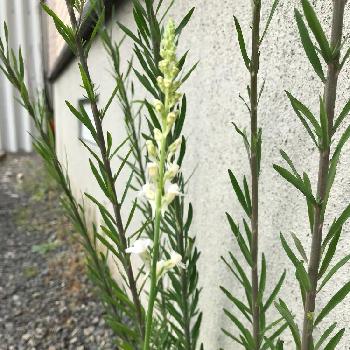 宿根リナリア プルプレア 白の投稿画像一覧 Greensnap グリーンスナップ