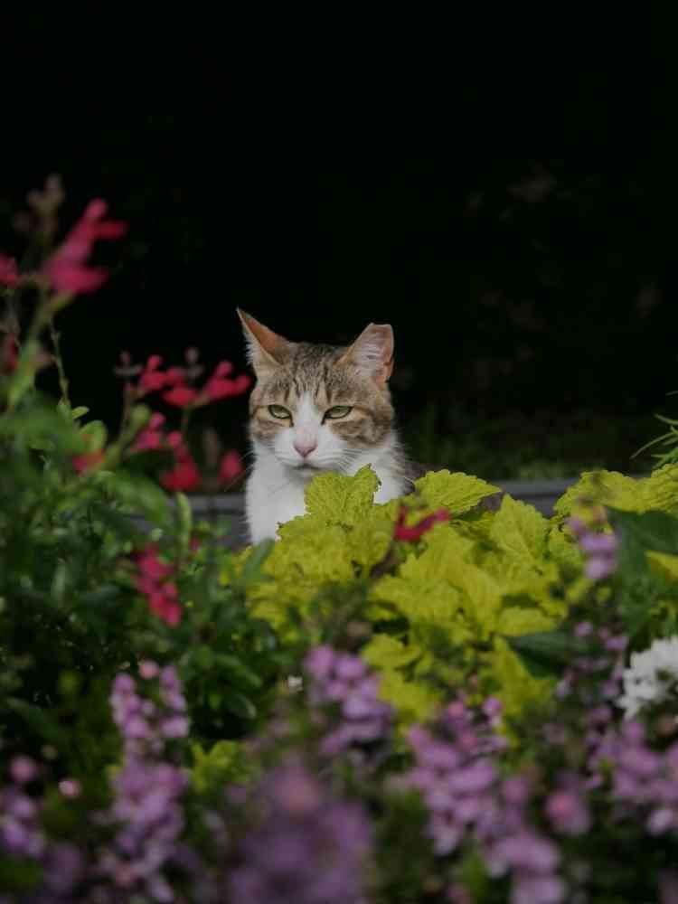 ゆず花さんの港の見える丘公園への投稿