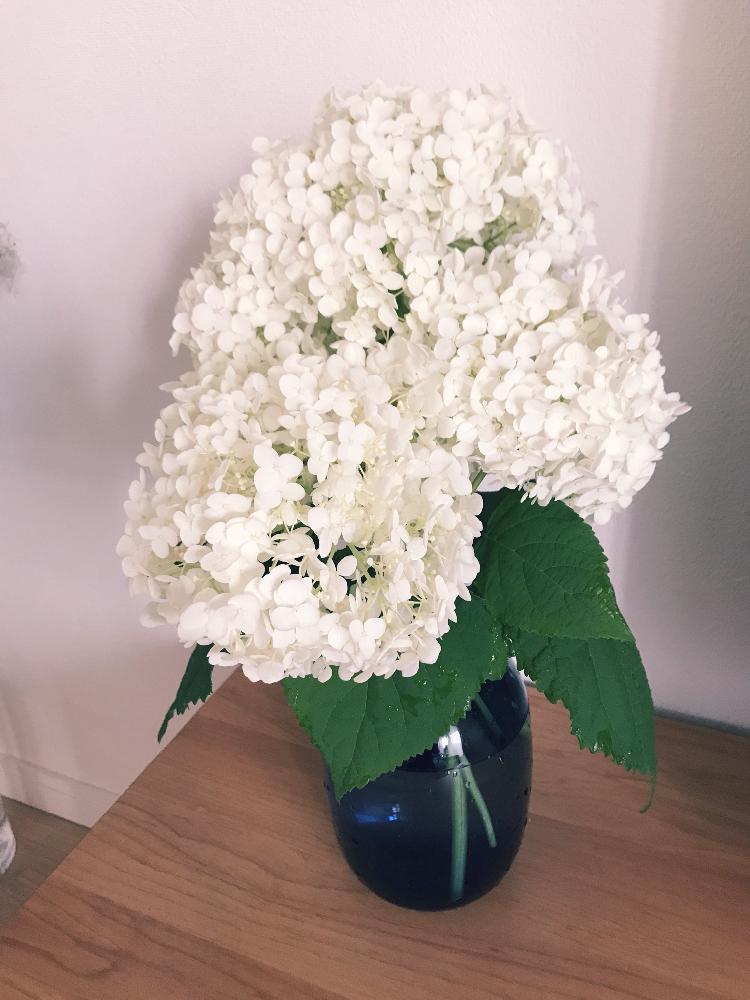 アナベルの投稿画像 By ちいさん ドライフラワーと花瓶と緑のある暮らしと花のある暮らしとikea 18月6月21日 Greensnap グリーンスナップ