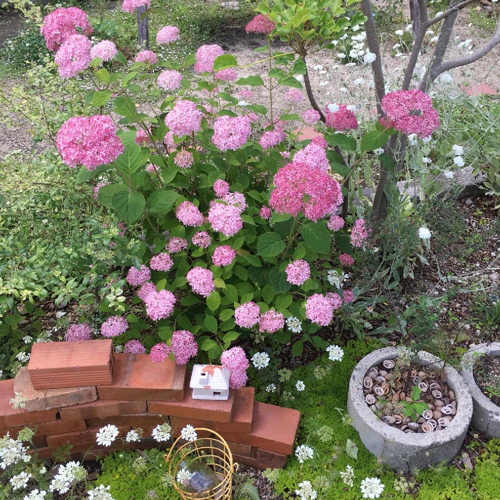 新着アナベル ピンク 最高の花の画像