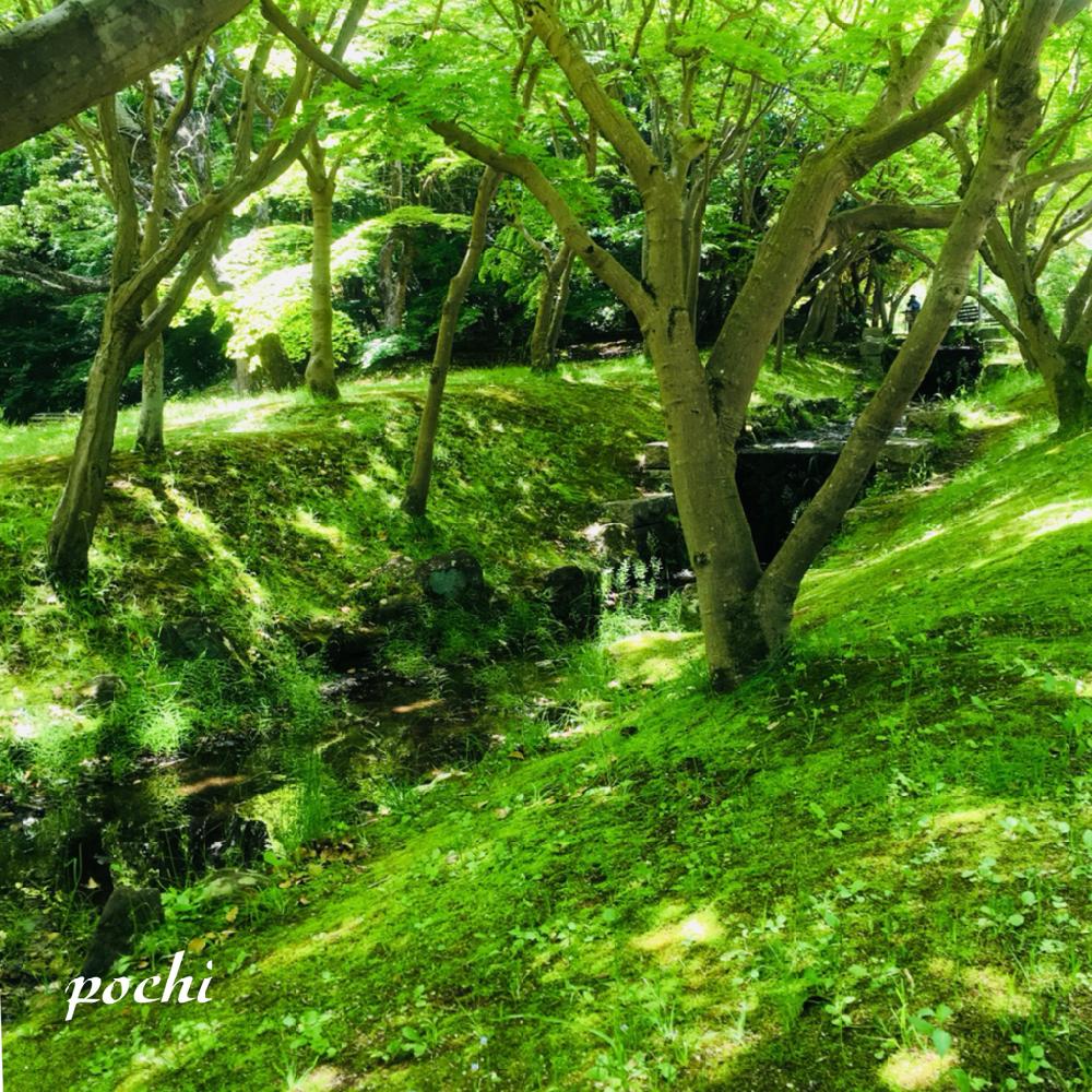 大阪万博記念公園の投稿画像 By ポチ音さん 公園とgs映えとgs日和と大阪府と川べりにてと新緑とお散歩と自然文化園 18月6月21日 Greensnap グリーンスナップ