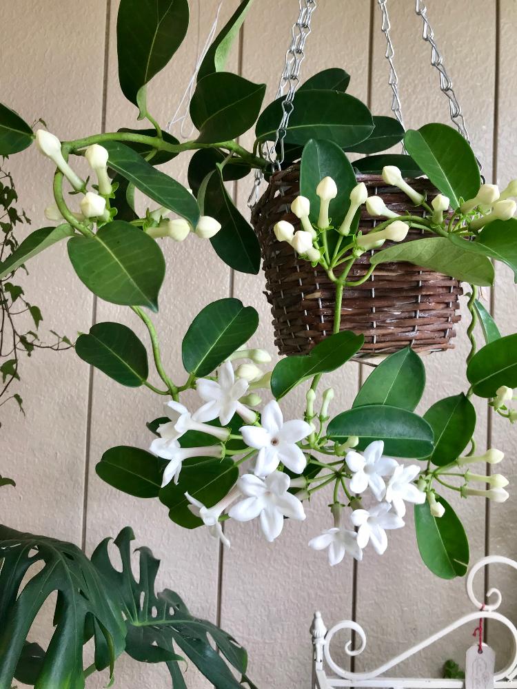 マダガスカルジャスミン の投稿画像 By アプレミディさん 垂れ下げて 18月6月21日 Greensnap グリーンスナップ