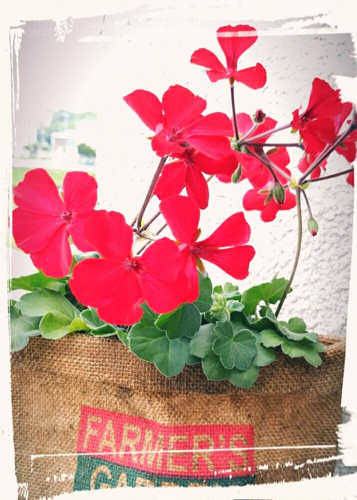 ゼラニウム カリエンテの投稿画像 By Yori さん ゼラニウムと赤い花と花のある暮らしとガーデニングと増殖中 18月6月21日 Greensnap グリーンスナップ