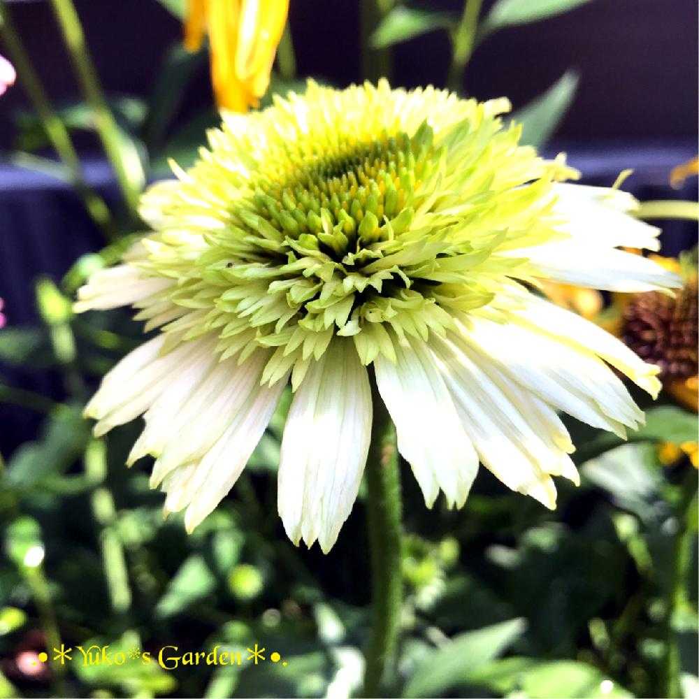 私の大好きなエキナセア Echinacea Picture Book 2 Greensnap グリーンスナップ