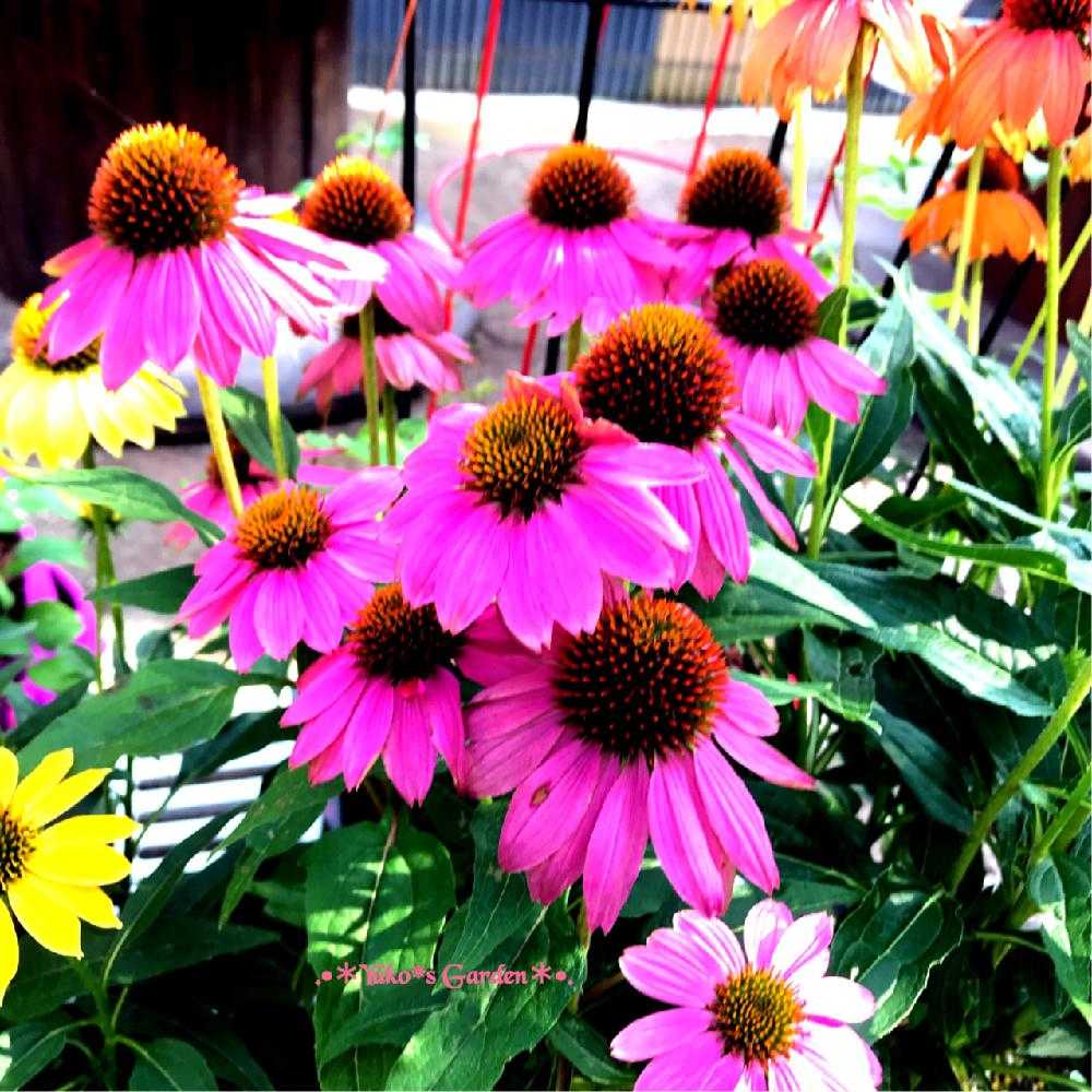 私の大好きなエキナセア Echinacea Picture Book 2 Greensnap グリーンスナップ