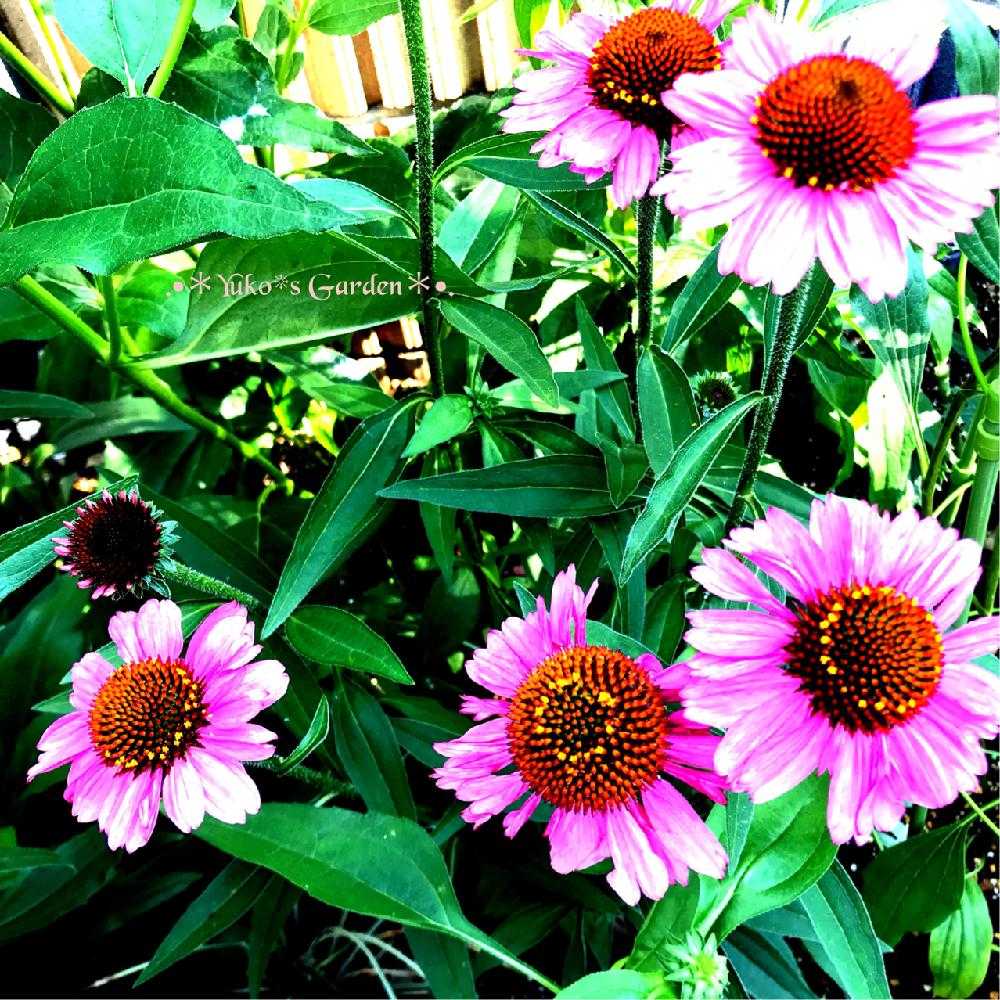 私の大好きなエキナセア Echinacea Picture Book 2 Greensnap グリーンスナップ