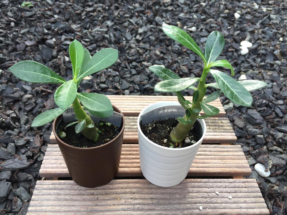 アデニウムの投稿画像 By ここあさん 多肉植物と観察と100均とダイソー多肉とダイソーと癒しと100均多肉と塊根植物と塊根植物 初心者と超 超初心者と加工なしとダイソー産と記録用 18月6月21日 Greensnap グリーンスナップ