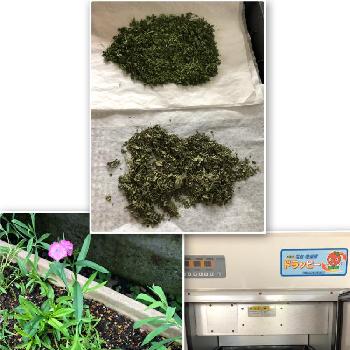 乾燥機の投稿画像一覧 Greensnap グリーンスナップ
