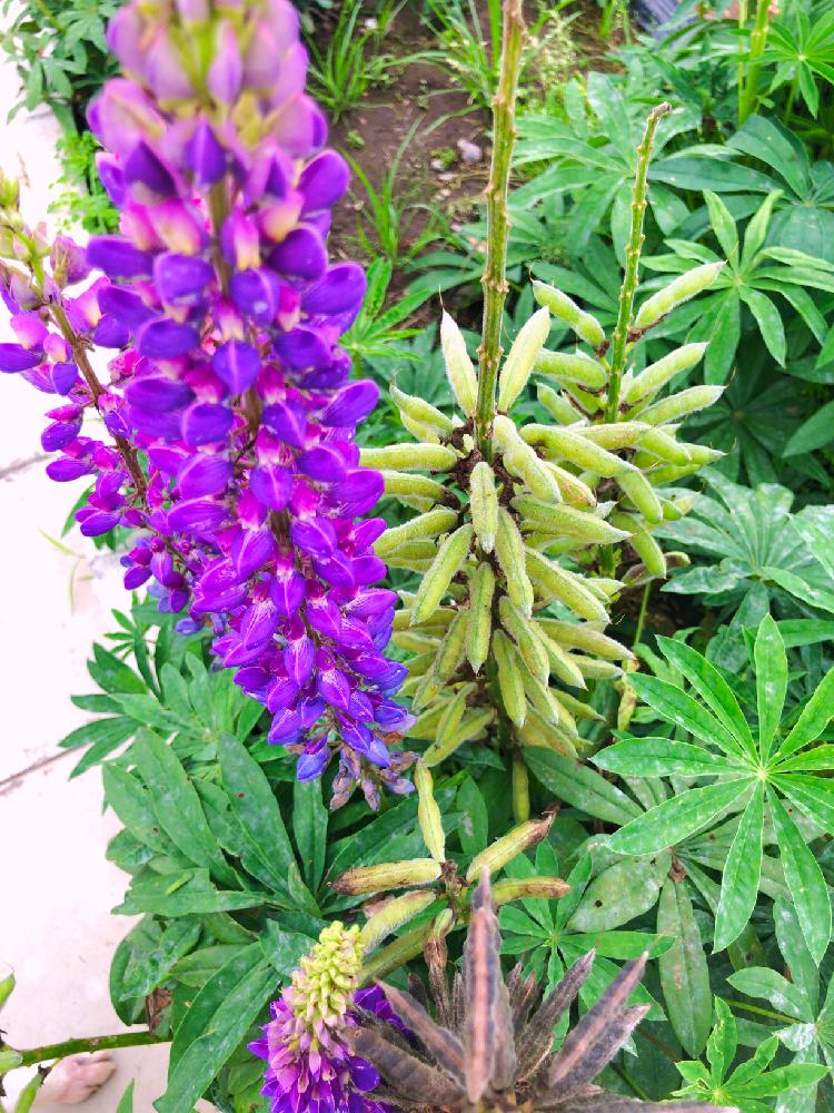 ルピナスの投稿画像 By ホリさん 紫の花と道端と花壇 18月6月21日 Greensnap グリーンスナップ