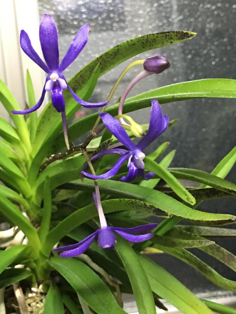 フウラン 交配種 紫姫  スーパーSALE セール期間限定 風ラン