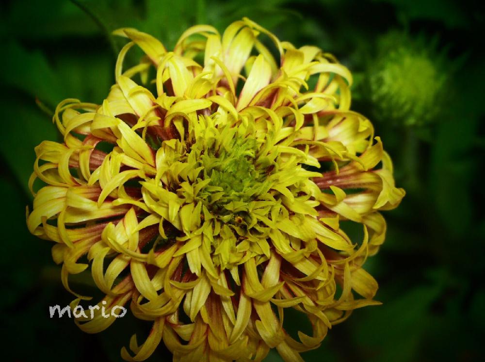 ガイラルディア ガリア の投稿画像 By Marioさん 黄花と花 ガイラルディアとgs映えとgs日和とキク科とガーデニングと花のある暮らしとお花好き 18月6月21日 Greensnap グリーンスナップ