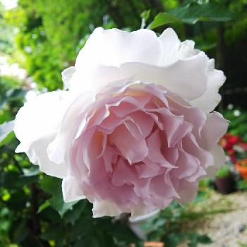 バラ ガブリエルの画像 by chacoさん | 広い庭とバラとバラ ガブリエルと涼しげとフリル咲きと河本ローズ