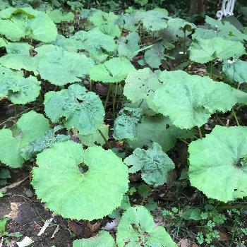 タコさんウインナーの様な柘榴の花の投稿画像一覧 Greensnap グリーンスナップ