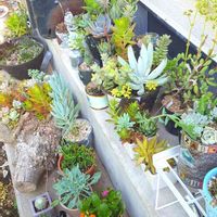 カランコエ,火祭り,アドルフィーコッパー,十二の爪,ロゲルシーの画像