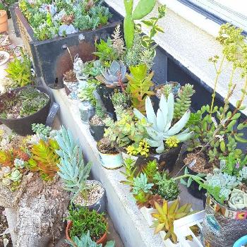 アリッサム,エリシマム,シレネ,ラベンダー,ビオラの画像