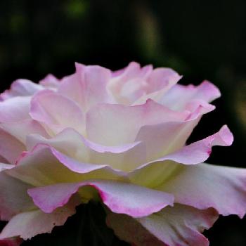フロリバンダ系統の画像 by makoさん | 小さな庭とバラ・フロリバンダとピンクの薔薇と薔薇に魅せられてとフロリバンダ系統と薔薇のある暮らし♡と今日の一枚とガーデニングと花のある暮らしと薔薇♪とバラを楽しむとバラ　マチルダ