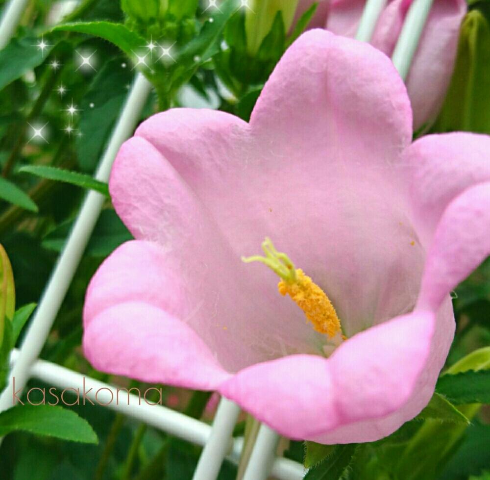 ツリガネソウの投稿画像 By Kasakomaさん カンパニュラ メジュームとピンクの花と植中毒とゆるキャラ倶楽部と花のある暮らしとキキョウ科とカンパヌラ属と耐寒性と一年草と小さな庭と花壇とピンクの花と植中毒とゆるキャラ倶楽部と花のある暮らしとキキョウ科と