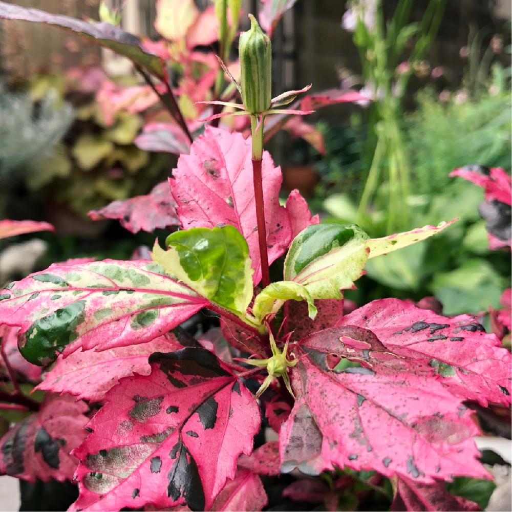 斑入りハイビスカスの投稿画像 By ミルさん お花の季節とみどりのある暮らしとふいりの葉っぱと晴れの国タニラーgpと多年草と花のある暮らし 18月6月22日 Greensnap グリーンスナップ