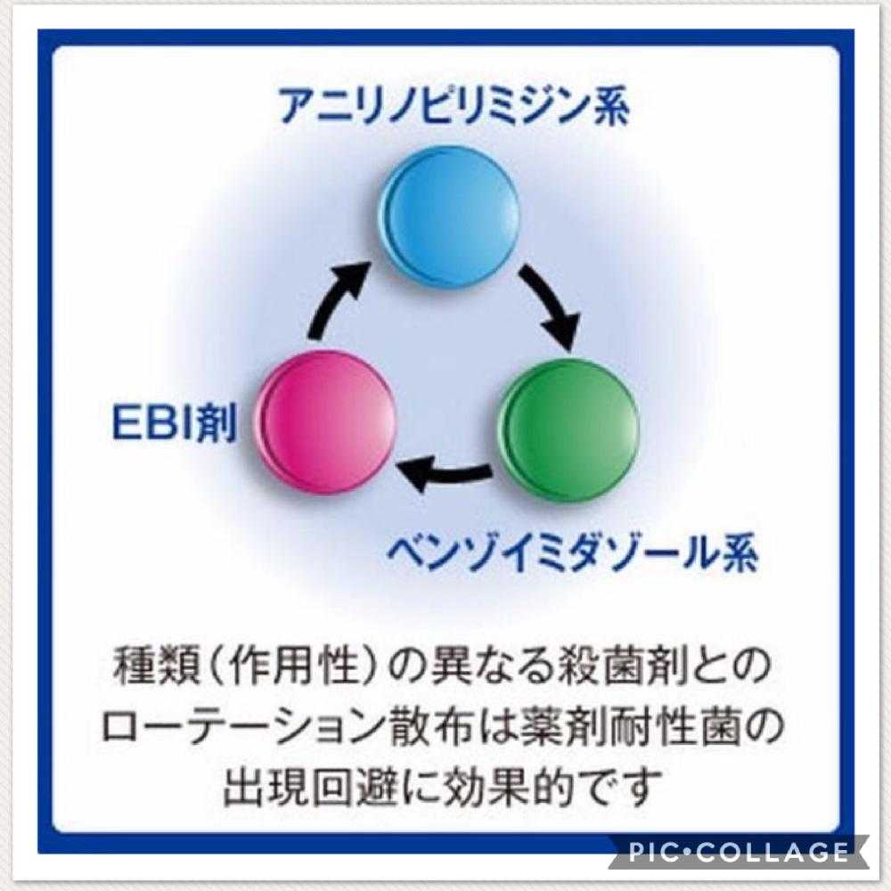 無農薬薔薇栽培の投稿画像 By 自然農法バラ栽培 Natural Farming Rose Cultivationさん バラ初心者と薬剤の選び方と薔薇 愛同盟と初めてのバラと強力キトサン液とrose Lesson１２ヶ月と薬剤散布とキトサン効果と蟹殻と薔薇のお手入れと薔薇グッズと新米ロザリアンと薔薇の